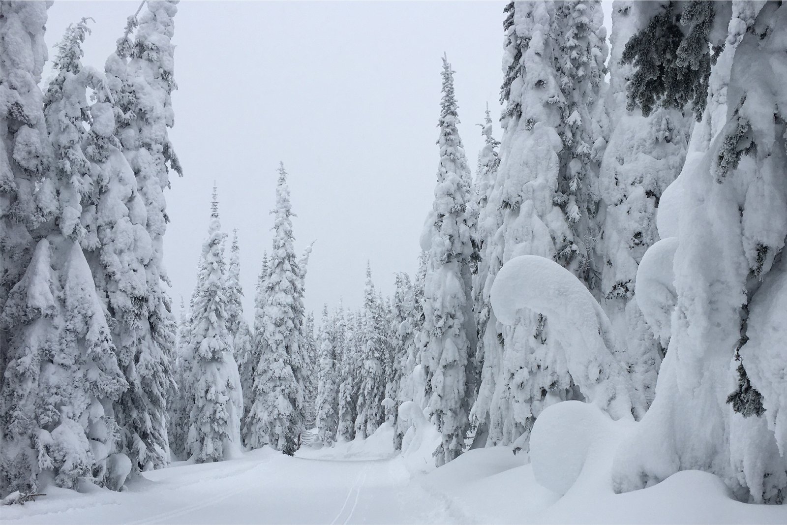 A snowy path through a forest. Title: conversations are winding paths