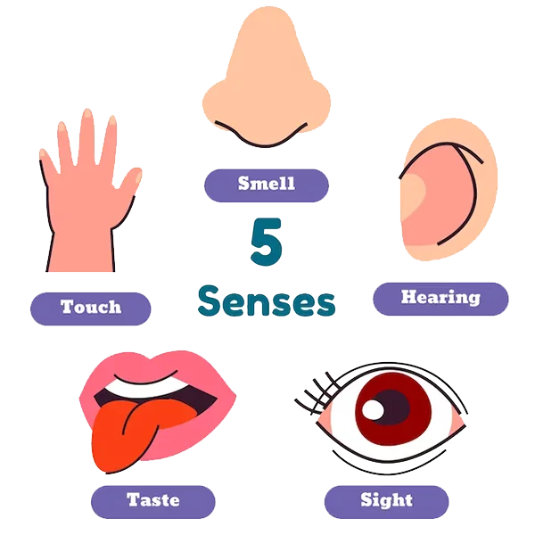 Illustration labeled “5 Senses” showing icons for the five human senses: a hand for touch, a nose for smell, an ear for hearing, a mouth with tongue for taste, and an eye for sight, each with a corresponding label.