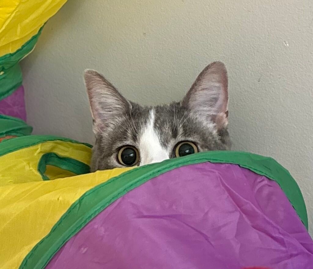 Cat emerging from a colourful tunnel