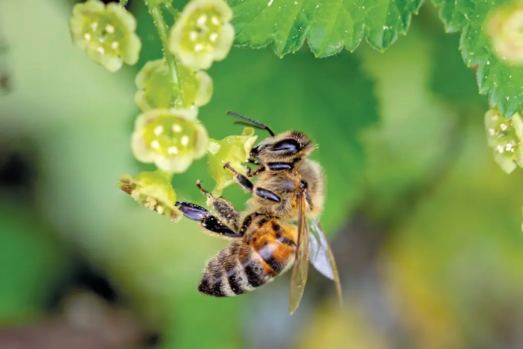A close-up of a honeybee collecting nectar from small green flowers, with fuzzy foliage in the background.