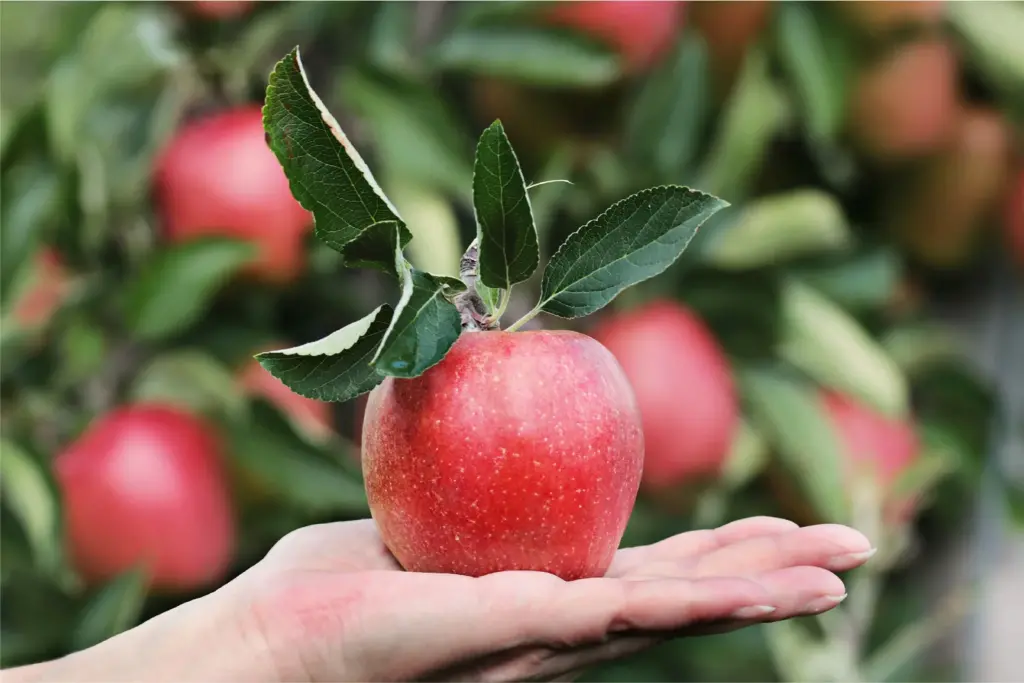 A hand holding a freshly picked red apple with green leaves, set against a blurred background of more apples on a tree, evoking freshness and harvest.