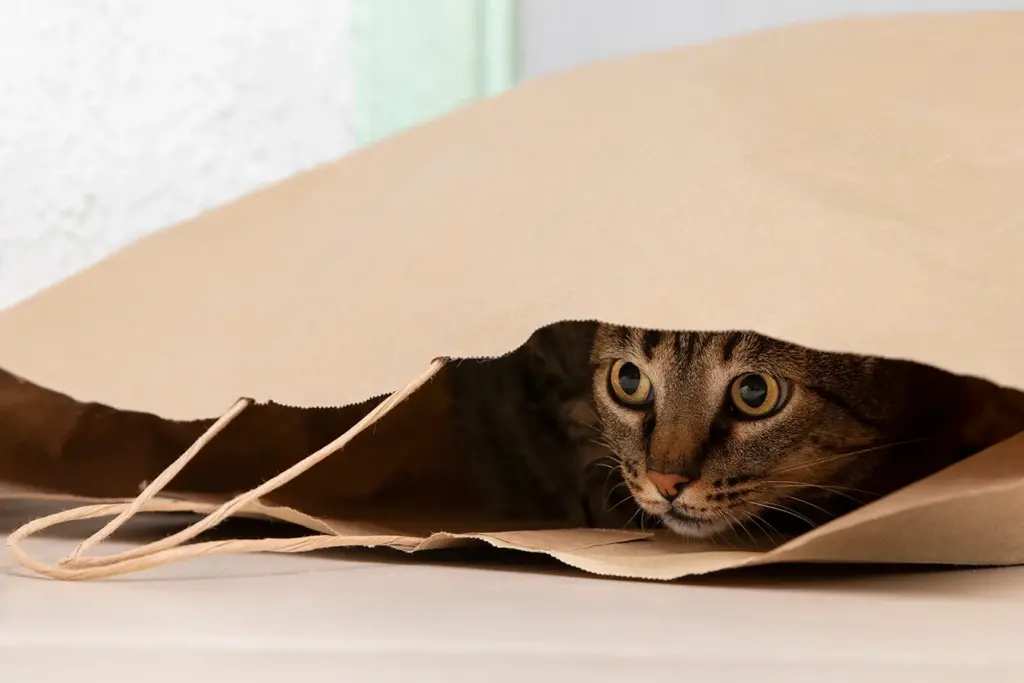 A brown tabby cat peeks out from inside a crumpled brown paper bag, with only its face visible, eyes wide and alert.